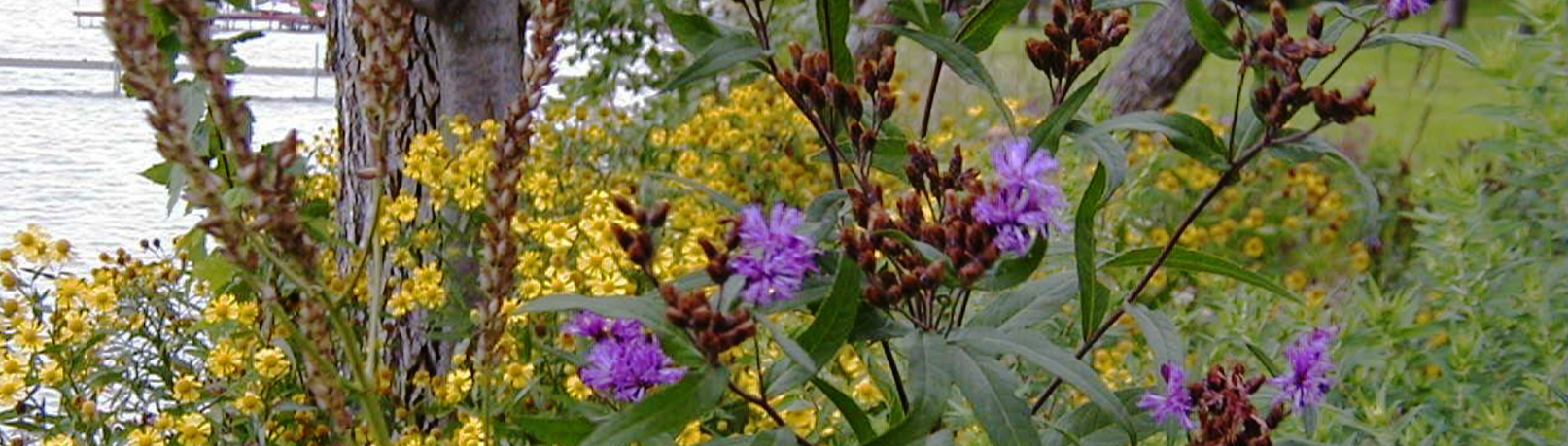 Shoreland buffer, Lake Julia