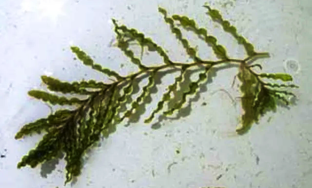 Curly-leaf Pondweed Rush Lake 2018