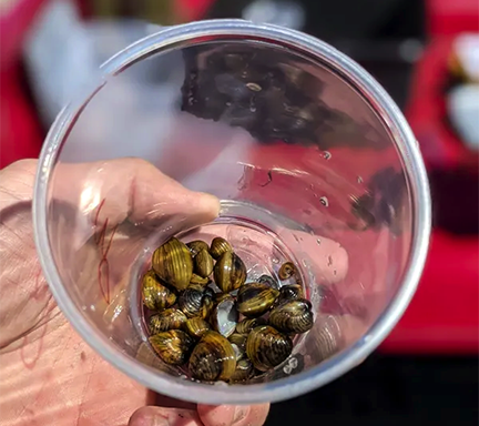 Golden clams in cup