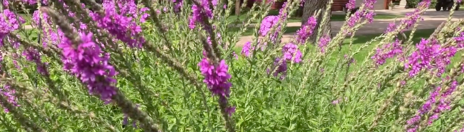 Purple Loosestrife photo